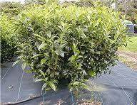 Camellia sinensis